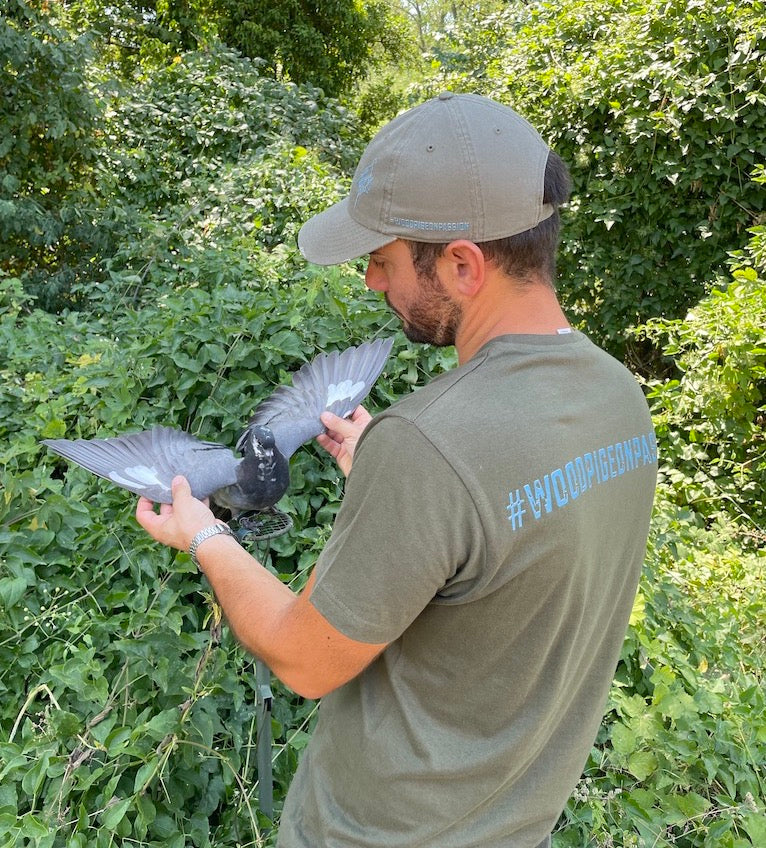 CACCIA AL COLOMBACCIO WOODPIGEON HUNTING